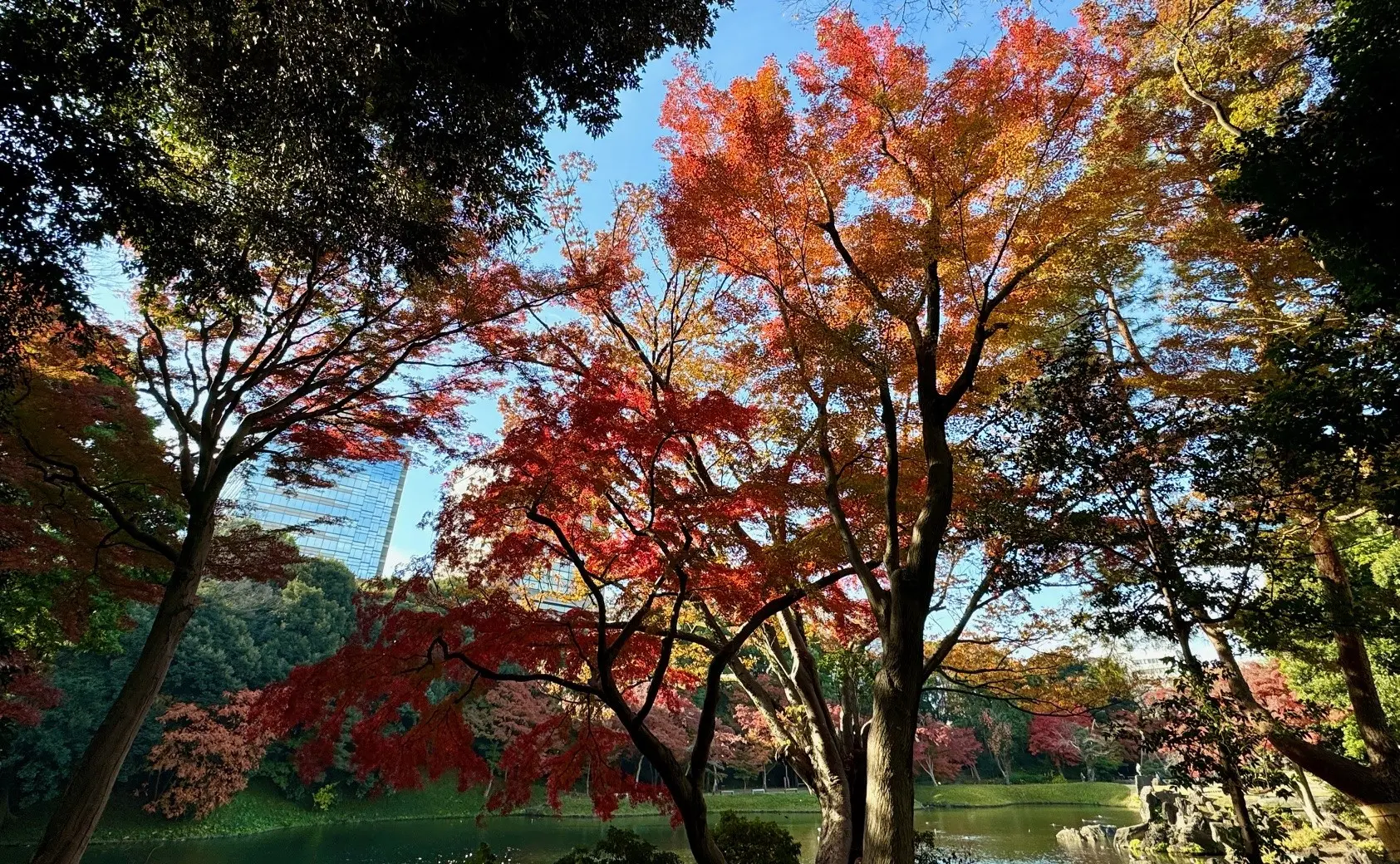 小石川後楽園241204紅葉異形灯籠周辺・紅葉林